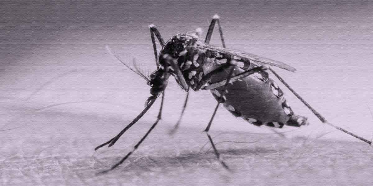 Ilutrasi nyamuk malaria